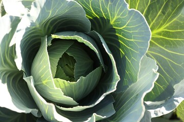 Obraz premium Green cabbage growing in field on sunny day, closeup