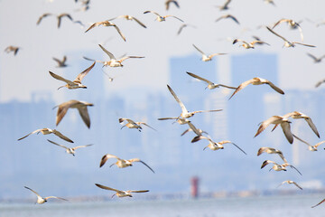 A Large Flock of Curlews Flying at Mai Po Natural Reserve in Hong Kong