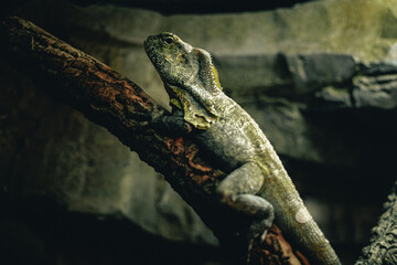 LAGARTO DE CUELLO CON VOLANTES