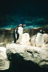 Fototapeta premium PINGÜINOS