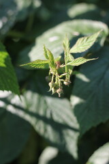 raspberry plant growing in the garden