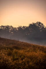 Summer morning with fog , green field , green trees , forest at summer . Yellow sunrise over the trees , sunny days . Fog over the trees and field , tree on field with grass , beautiful landscape 