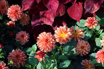 Sweden. Dahlia pinnata is a species in the genus Dahlia, family Asteraceae, with the common name...