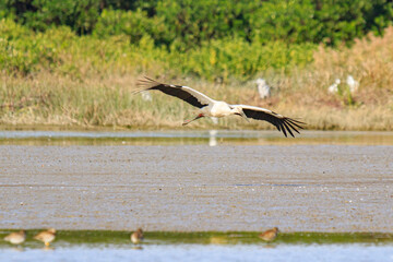 Oriental Stork in Flight Over Wetlands Area in Mai Po Natural Reserve of Hong Kong