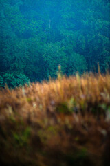 Summer morning with fog , green field , green trees , forest at summer . Yellow sunrise over the trees , sunny days . Fog over the trees and field , tree on field with grass , beautiful landscape 