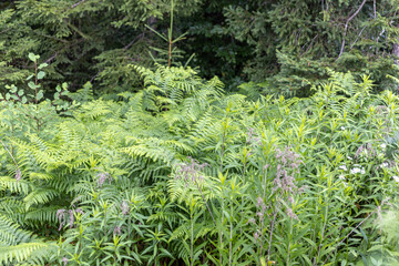Extensive thickets of fern in the forest in the evening