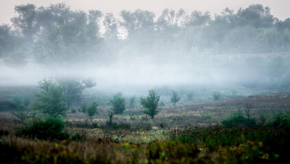 Fototapeta premium Summer morning with fog , green field , green trees , forest at summer . Yellow sunrise over the trees , sunny days . Fog over the trees and field , tree on field with grass , beautiful landscape 