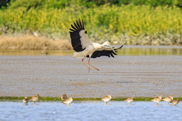 Oriental Stork Taking Flight Amidst a Flock of Wading Birds, Mai Po Natural Reserve, Hong Kong