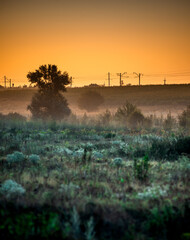 Forest at summer morning , green grass and trees . Foggy morning , foggy field . Wild nature , power lines over the forest . Yellow sky , golden sun , beautiful colors , sunny morning . 