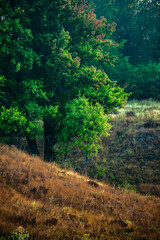 Forest at summer morning , green grass and trees . Foggy morning , foggy field . Wild nature , power lines over the forest . Yellow sky , golden sun , beautiful colors , sunny morning . 