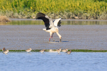 Oriental Stork Foraging in Wetland Mud, Mai Po Natural Reserve, Hong Kong