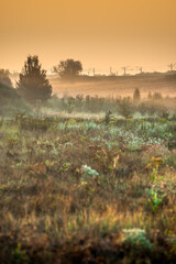 Summer landscape with sunlights , wild nature ,. foggy . Golden sun , yellow colors . Green grass. Trees on the field , beautiful colors in landscape