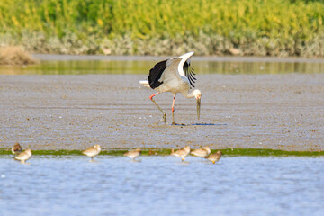 Oriental Stork Foraging in Wetland Mud, Mai Po Natural Reserve, Hong Kong