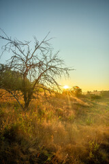 Summer landscape with sunlights , wild nature ,. foggy . Golden sun , yellow colors . Green grass. Trees on the field , beautiful colors in landscape