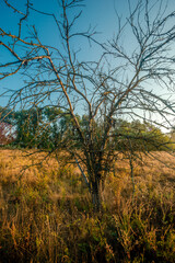 Summer landscape with sunlights , wild nature ,. foggy . Golden sun , yellow colors . Green grass. Trees on the field , beautiful colors in landscape