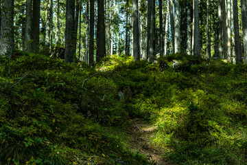 footpath in the forest