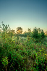 Summer landscape with sunlights , wild nature ,. foggy . Golden sun , yellow colors . Green grass. Trees on the field , beautiful colors in landscape