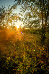 Summer landscape with sunlights , wild nature ,. foggy . Golden sun , yellow colors . Green grass. Trees on the field , beautiful colors in landscape