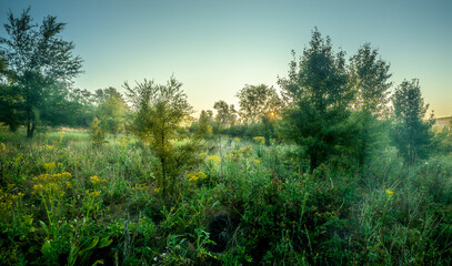 Summer landscape with sunlights , wild nature ,. foggy . Golden sun , yellow colors . Green grass. Trees on the field , beautiful colors in landscape