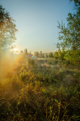 Fog in forest , trees on field , beautiful nature landscape , yellow colors , golden hour and colors . Trees with sunlights through the trees . Green grass ,  summer morning .