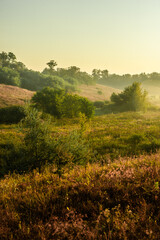 Fog in forest , trees on field , beautiful nature landscape , yellow colors , golden hour and colors . Trees with sunlights through the trees . Green grass ,  summer morning .