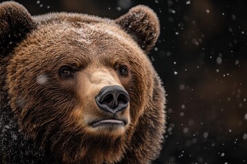 Naklejka premium A close-up shot of a bear captured from behind, emphasizing the thick fur as snow falls gently around, creating a peaceful yet majestic scene in nature.
