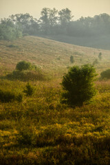 Fog in forest , trees on field , beautiful nature landscape , yellow colors , golden hour and colors . Trees with sunlights through the trees . Green grass ,  summer morning .