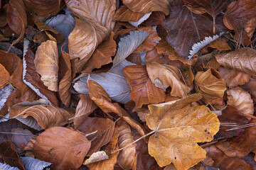 Autumn Leaves Carpeting Forest Floor