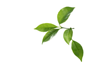 Obraz premium a green leaves on a branch