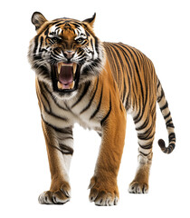 Obraz premium a tiger with its mouth open