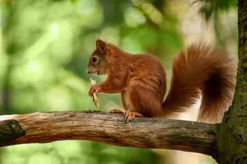 Red squirrel on a tree