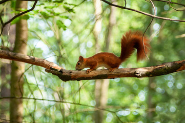 Red squirrel on a tree