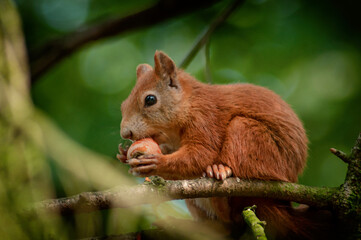 Fototapeta premium Red squirrel on a tree