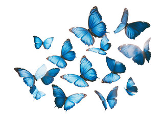 a group of blue butterflies