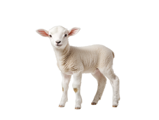 a small white lamb standing