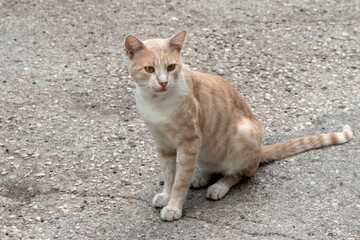 A cute tomcat of milky cream color sits on the street
