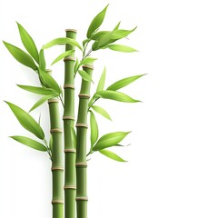 Close-up of green bamboo stalks with leaves on white background.