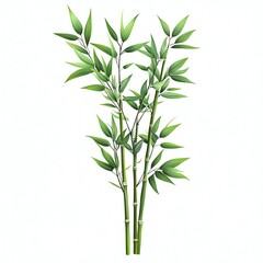 Green bamboo plant with leaves isolated on white background.