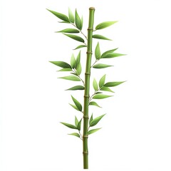 Fototapeta premium Isolated illustration of a green bamboo plant with leaves.