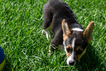 A young playful corgi puppy playing in the backyard.