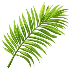 Obraz premium Single green palm leaf isolated on white background.