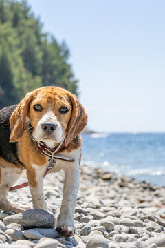 Beagle dog resting in nature by the sea
