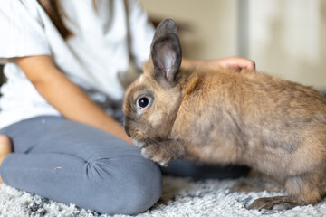 A pretty little girl is playing with a pet rabbit. Pets concept.