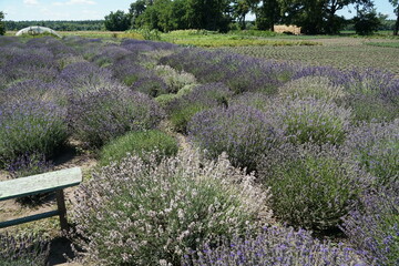 Benches for rest near the lavender field