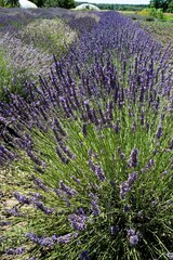 Obraz premium Lavender bushes in the field