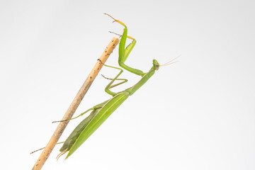 green praying mantis sits on a tree branch on a white background. insect predator. nature and zoology