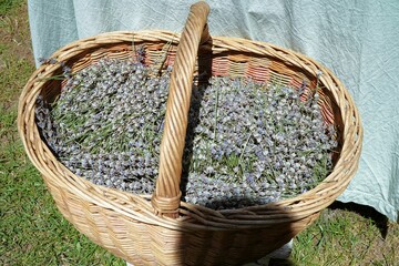 Lavender collected in the field in a basket   