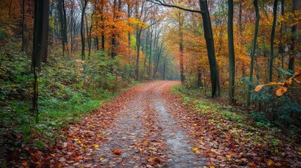 Obraz premium A forest path in autumn, covered in fallen leaves and lined with colorful trees, creating a warm and inviting scene