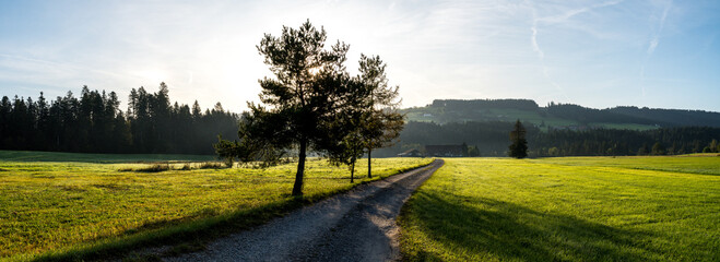 Tree avenue in the German Alps