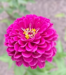 pink dahlia flower